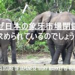 Short video "No Ivory in Japan"