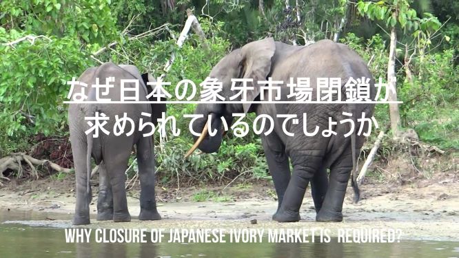 Short video "No Ivory in Japan"