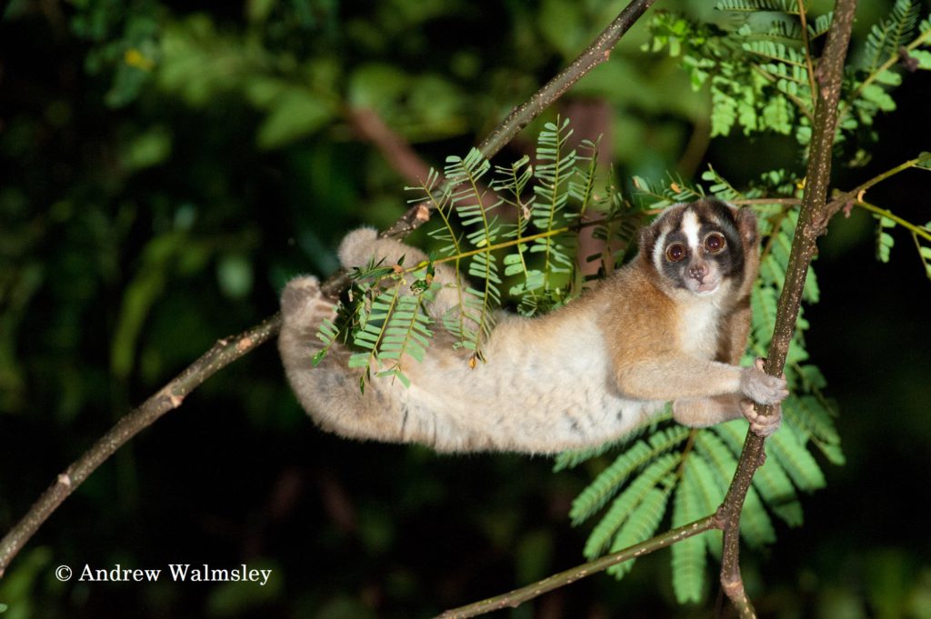 Slow loris