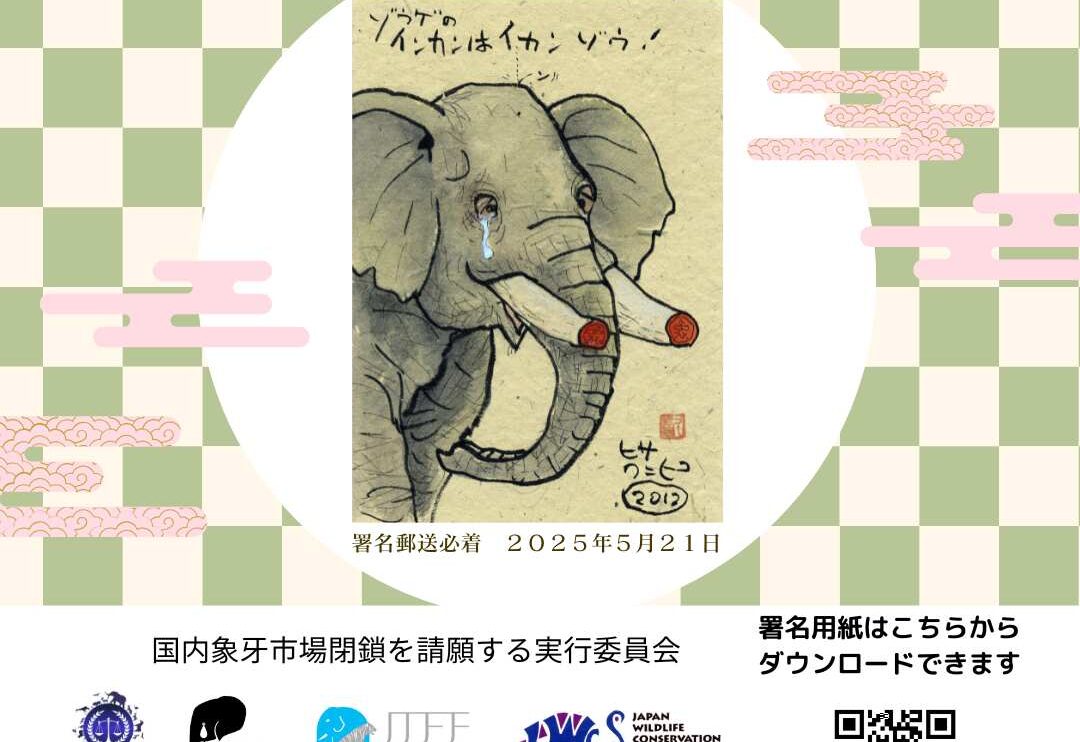 The closure of Japan's domestic ivory market campaign