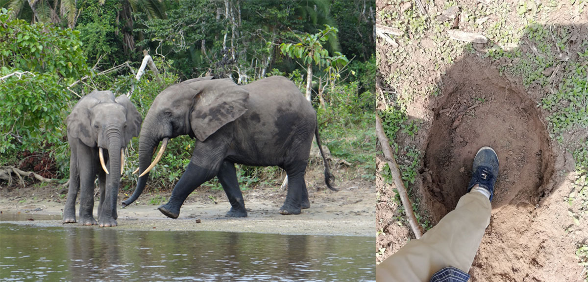 African forest elephant & Elephant footprints