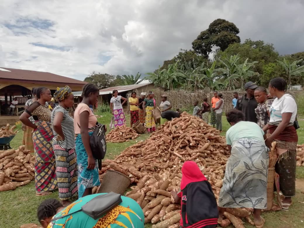 Harvested cassava is sold at the village market