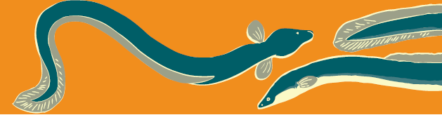 eels