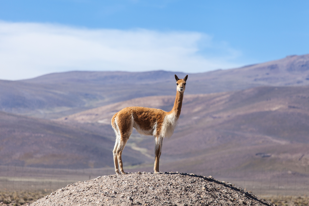 Vicuna on a promontory in the Andean plateau. Mountain and blue sky background