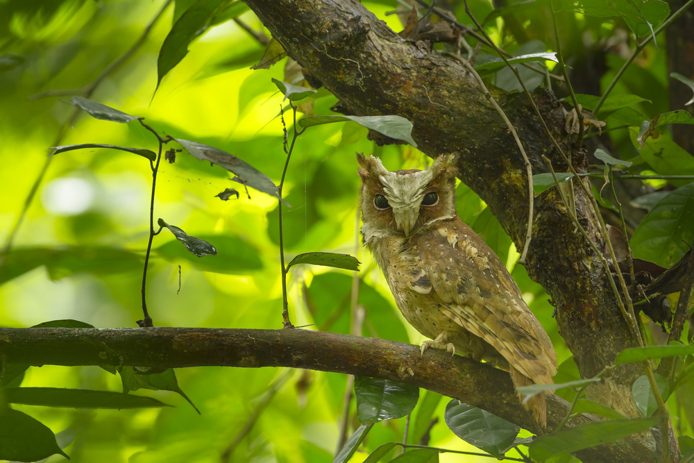 White-fronted Scops-Owl