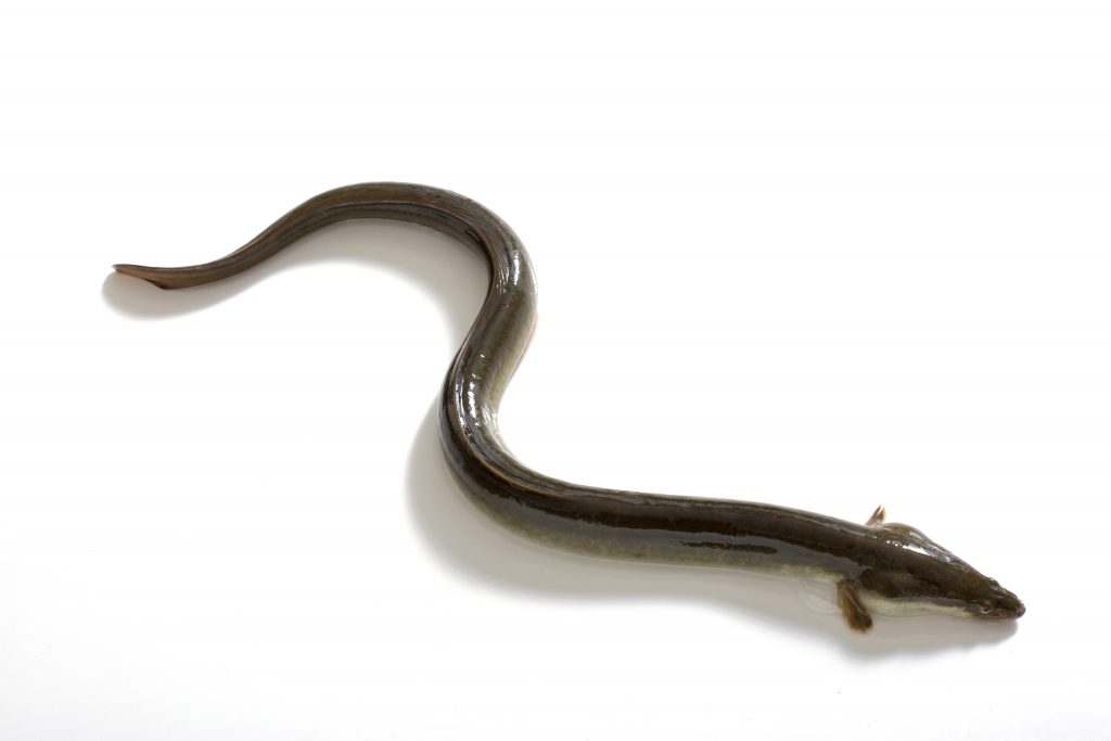 Japanese eel