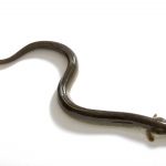 Japanese eel