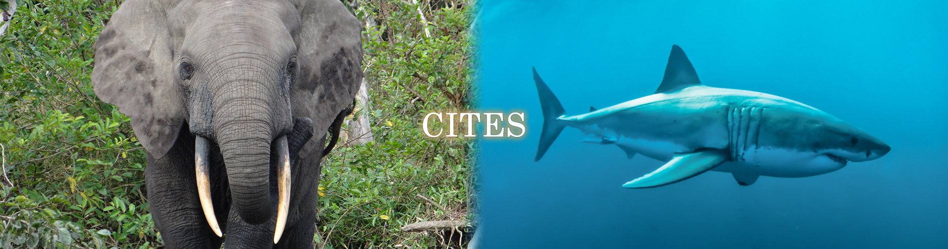 CITES