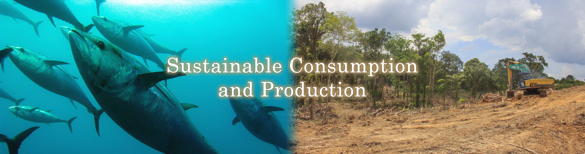 Sustainable Consumption and Production