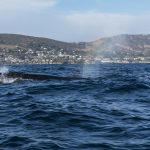 Sei Whale off Newport Beach