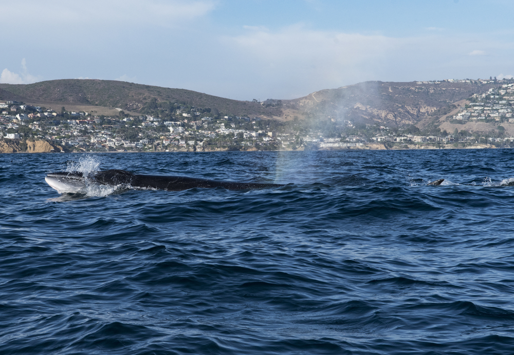 Sei Whale off Newport Beach