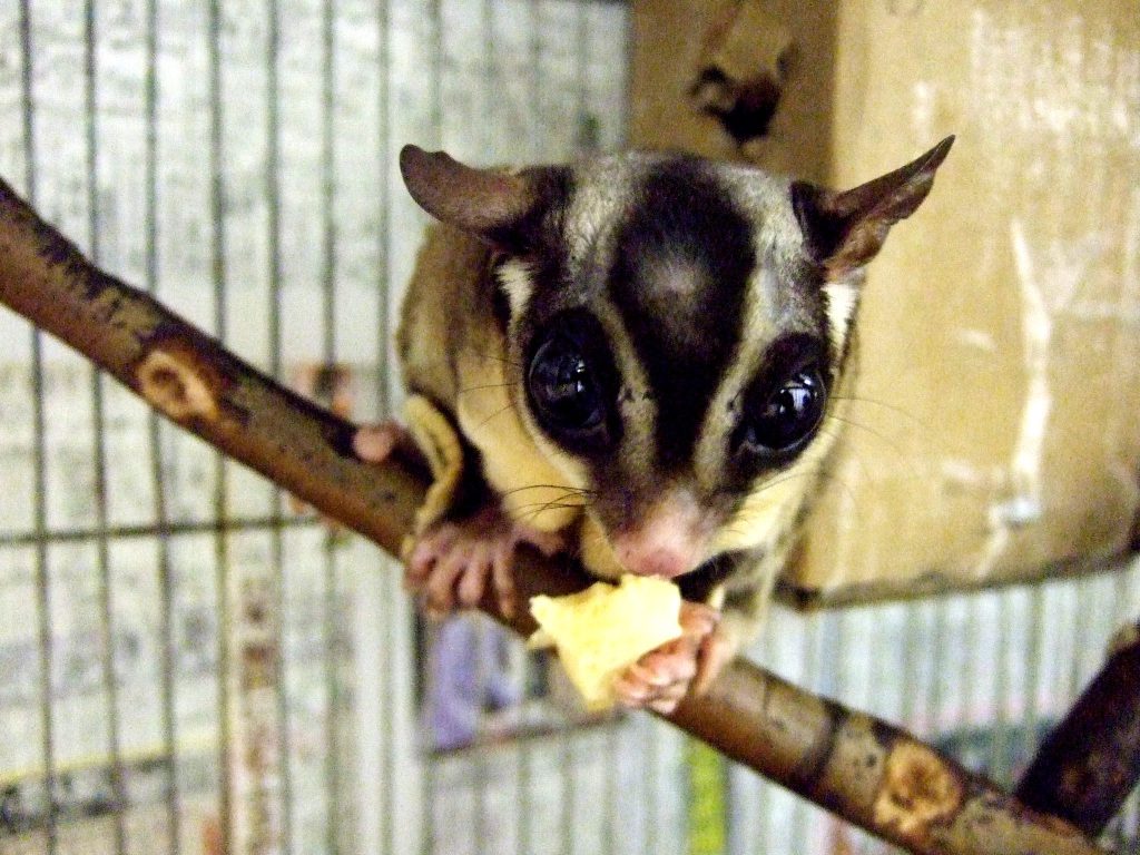 Nhk 所さん 大変ですよーフクロモモンガ 人気の裏に秘密が の取材を受けて 野生生物保全論研究会 Jwcs