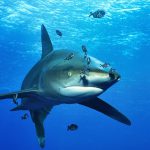 Oceanic white-tip shark