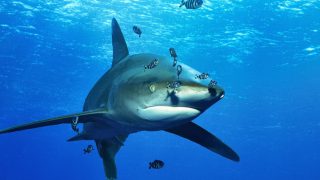 9月13日】シンポジウム サメの世界を知るー絶滅のおそれのある