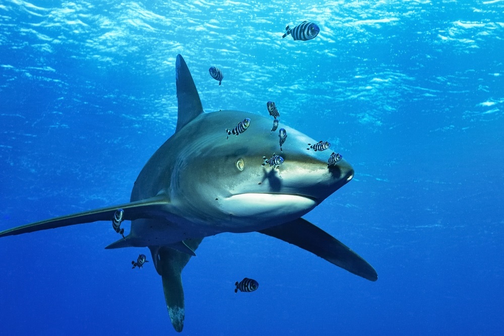 Oceanic white-tip shark