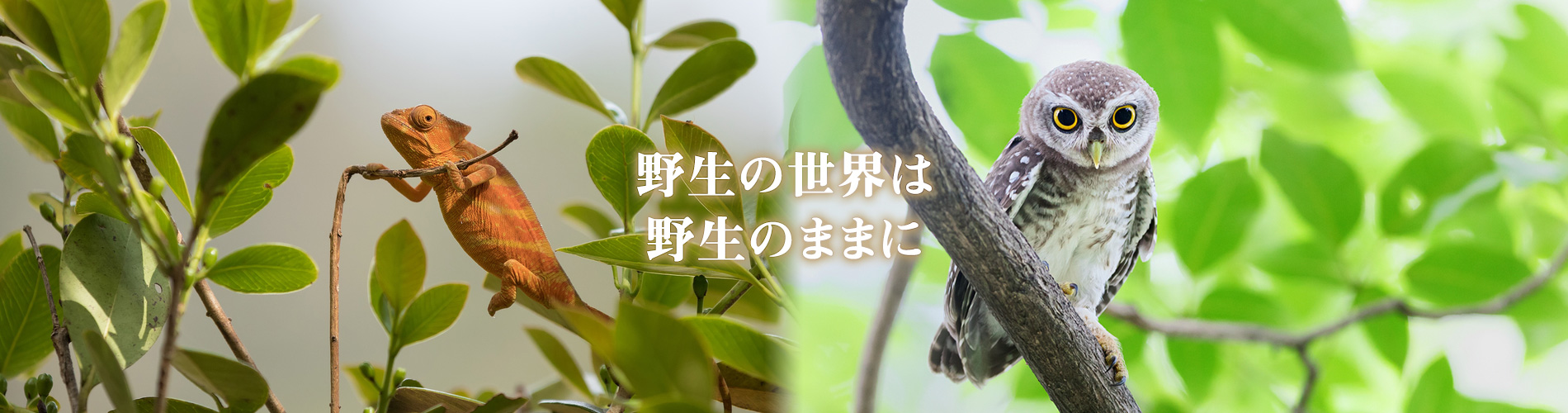 野生の世界は野生のままに