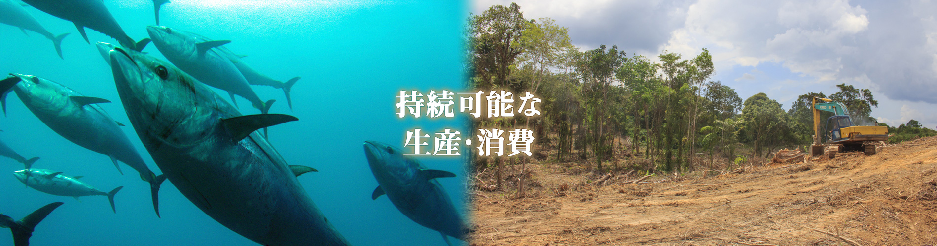 持続可能な生産・消費